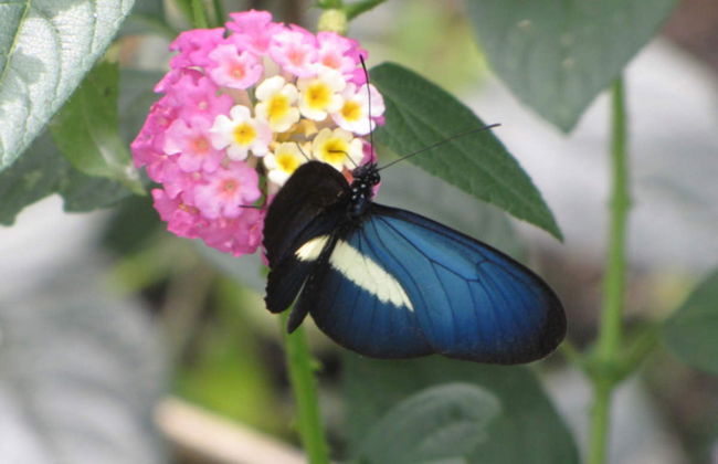 Excursión al Jardín Botánico del Quindío - Foto 2