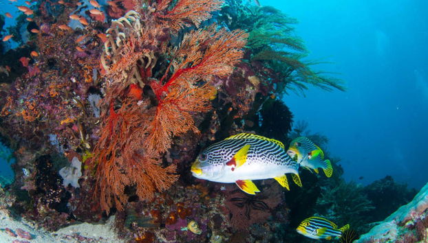 Immersione per principianti a Gili Trawangan - Foto 5