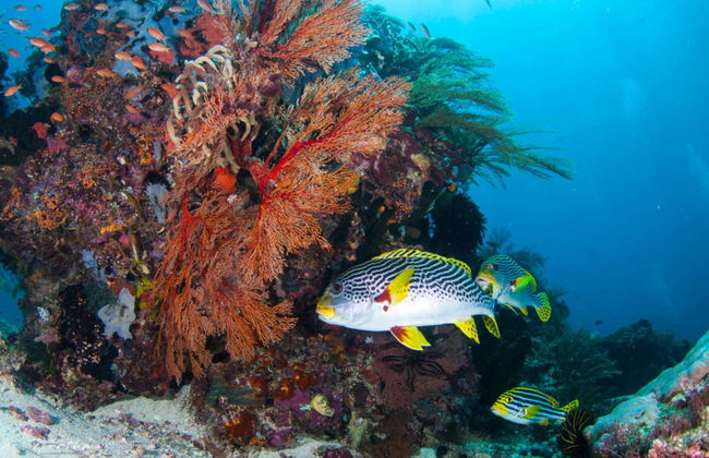 Baptême de plongée à Gili Trawangan - Photo 5