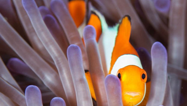 Plongée sous-marine à Gili Trawangan - Photo 5