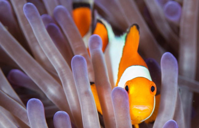 Baptême de plongée à Gili Trawangan - Photo 6