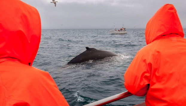 Avistamiento de ballenas en Hauganes - Foto 3