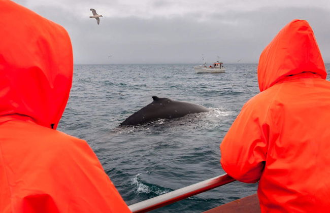 Avistamento de baleias em Hauganes - Foto 3