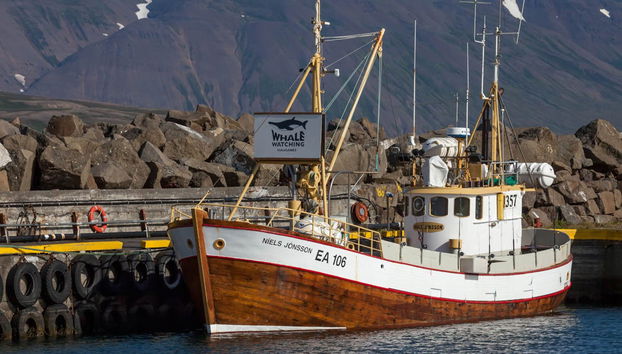Avistamiento de ballenas en Hauganes - Foto 5