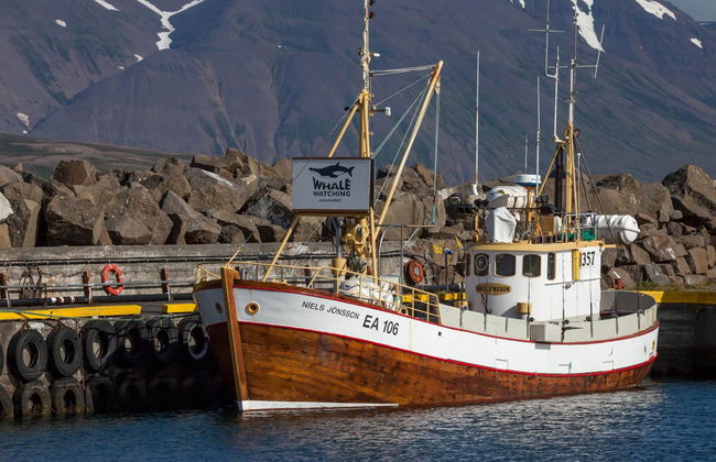 Avistamento de baleias em Hauganes - Foto 5