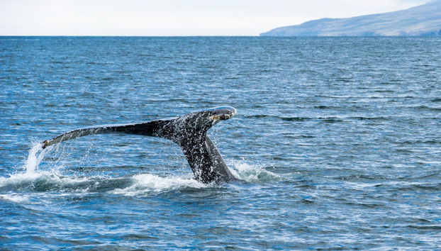 Avistamiento de ballenas en Hauganes - Foto 4