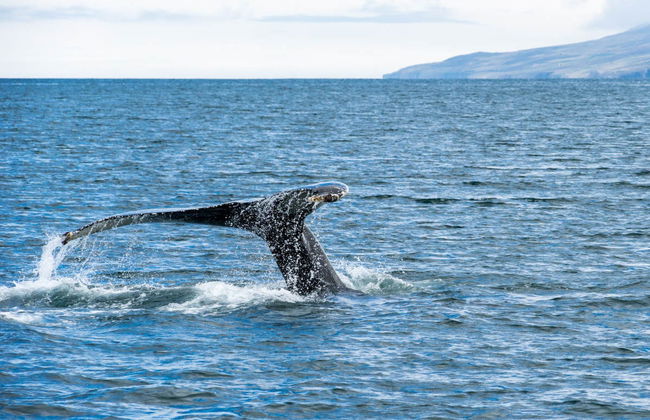 Avistamento de baleias em Hauganes - Foto 4