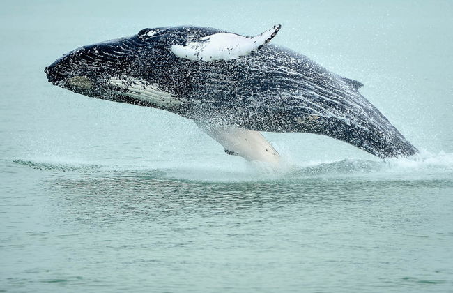 Avistamento de baleias em Hauganes - Foto 1