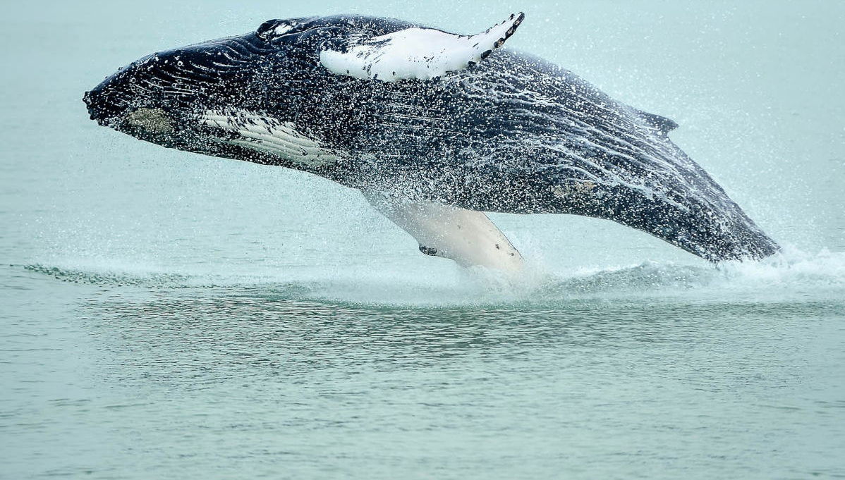 Avistamiento de ballenas en Hauganes - Foto 1