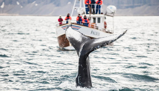 Avistamiento de ballenas en Hauganes - Foto 2