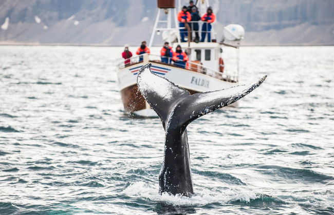 Avistamento de baleias em Hauganes - Foto 2