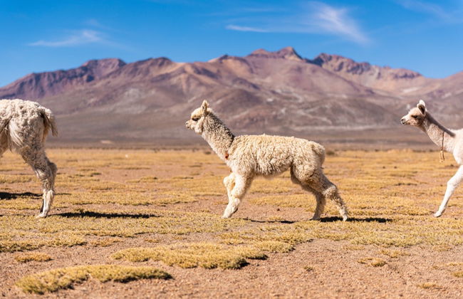 Escursione alle lagune di Salinas e Yanaorco + Terme di Lojen - Foto 1