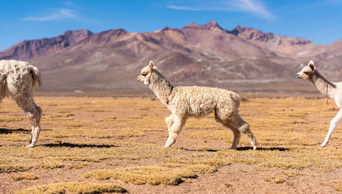Escursione alle lagune di Salinas e Yanaorco + Terme di Lojen - Foto 1