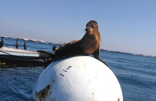 Conduite de bateau à moteur dans San Diego - Photo 5
