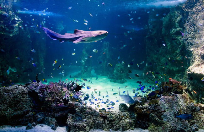 Entrada al SEA LIFE® Sídney - Foto 6