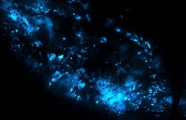 Observation de plancton luminescent en kayak - Photo 4