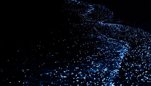 Bioluminescent Plankton Kayak Tour - Foto 5