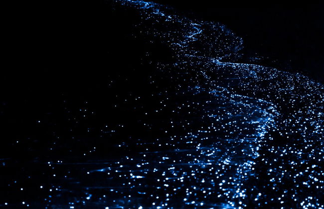 Bioluminescent Plankton Kayak Tour - Foto 5