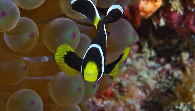 Lord Howe Island Scuba Diving Introduction - Foto 2