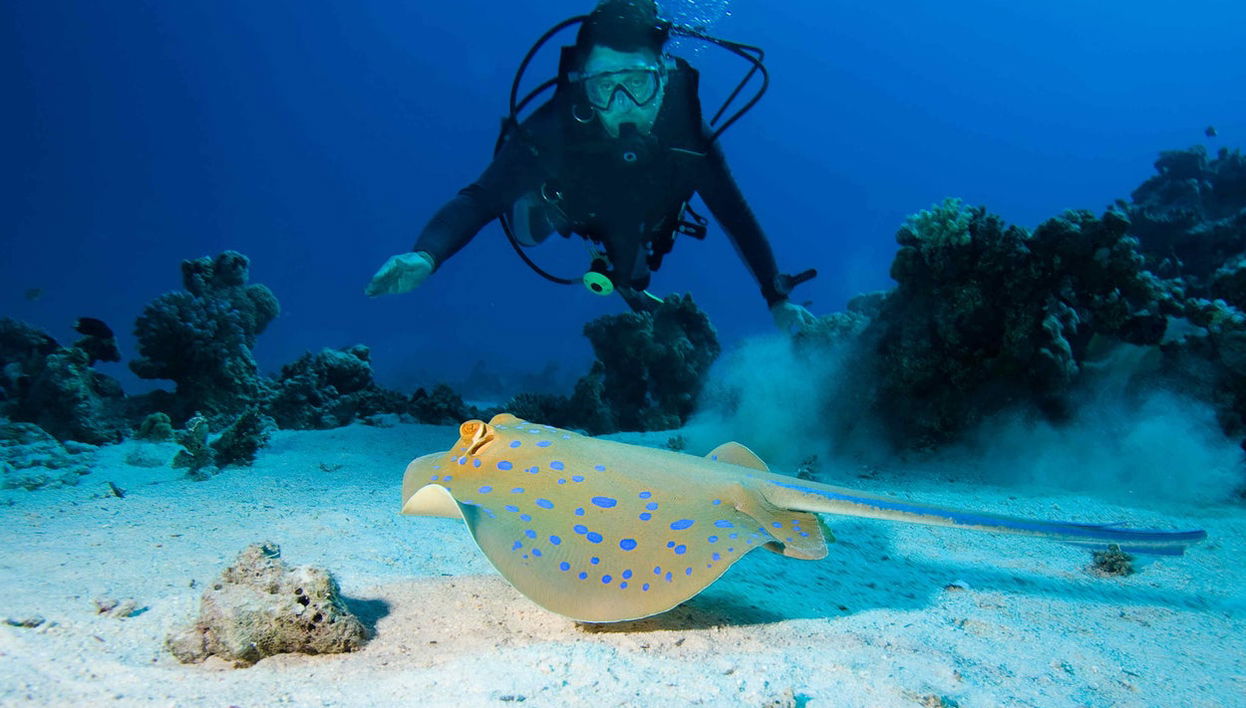 Lord Howe Island Scuba Diving Introduction - Foto 1