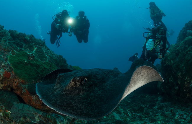 Bautismo de buceo en la isla de Lord Howe - Foto 3