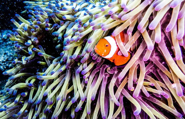 Scuba Diving in Lord Howe Island - Photo 1