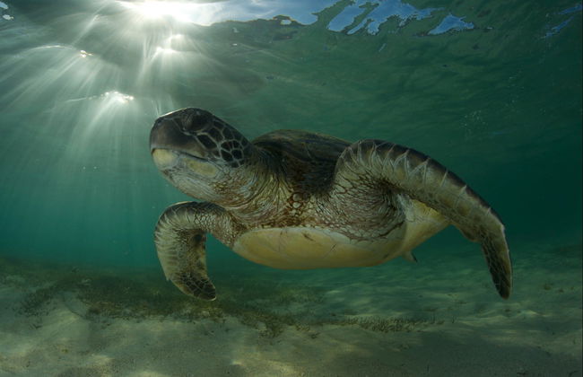Bautismo de buceo en la isla de Lord Howe - Foto 2