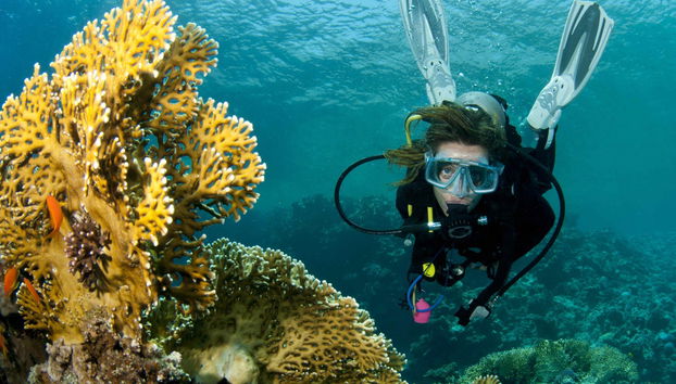 Lord Howe Island Scuba Diving Introduction - Foto 4