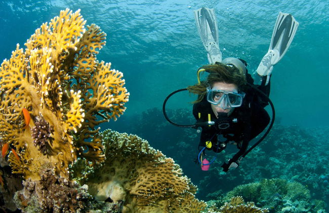 Lord Howe Island Scuba Diving Introduction - Photo 4