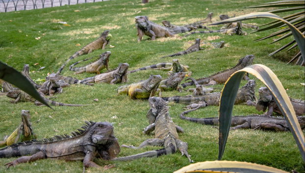 Guayaquil Complete City Tour - Foto 4