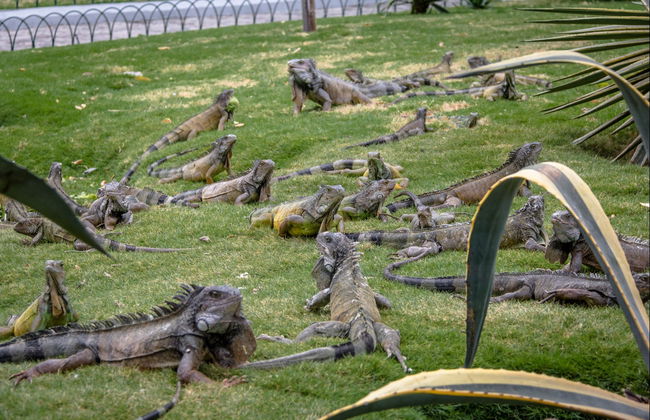 Guayaquil Complete City Tour - Foto 4