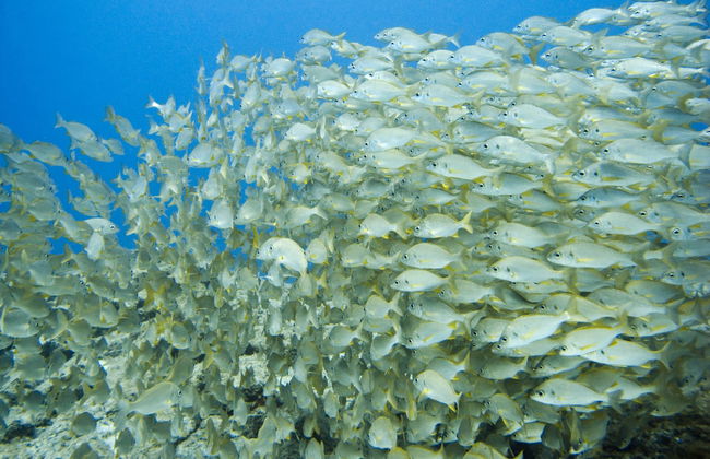 Costa Adeje Beginners Scuba Diving Lesson - Foto 4