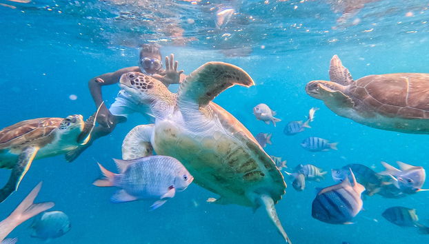 Mindelo Turtle Snorkelling Tour - Photo 4