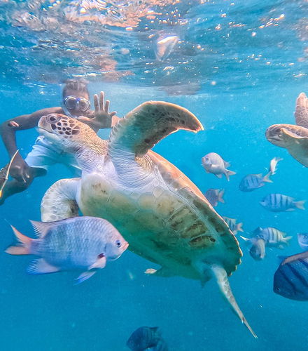 Foto de Snorkel con tortugas en Mindelo