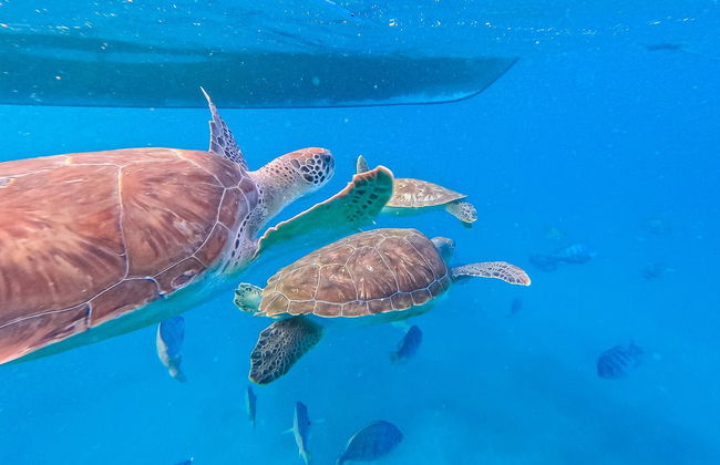 Snorkel con tortugas en Mindelo - Foto 4