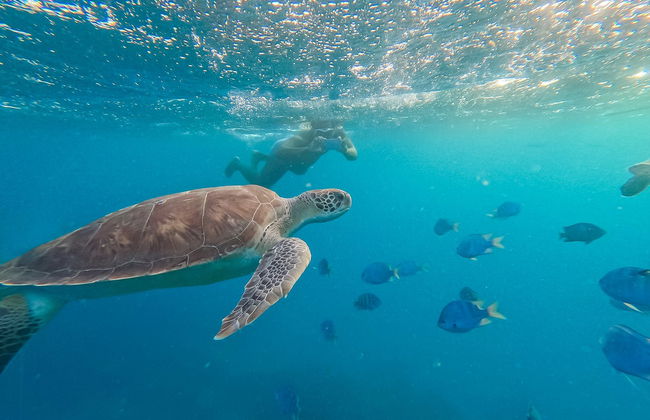 Snorkel con tortugas en Mindelo - Foto 3