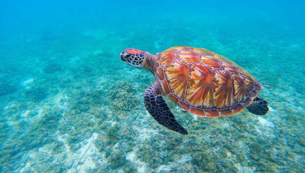 Mindelo Turtle Snorkelling Tour - Photo 3