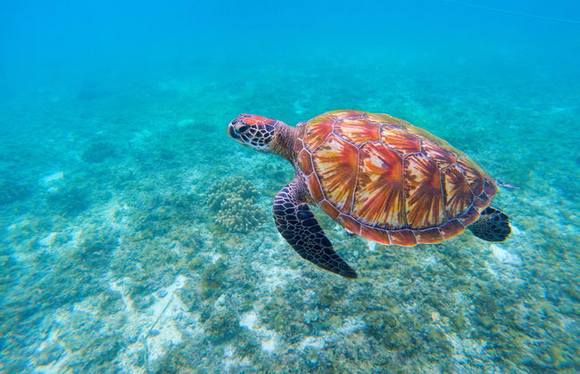Snorkel com tartarugas no Mindelo - Foto 3