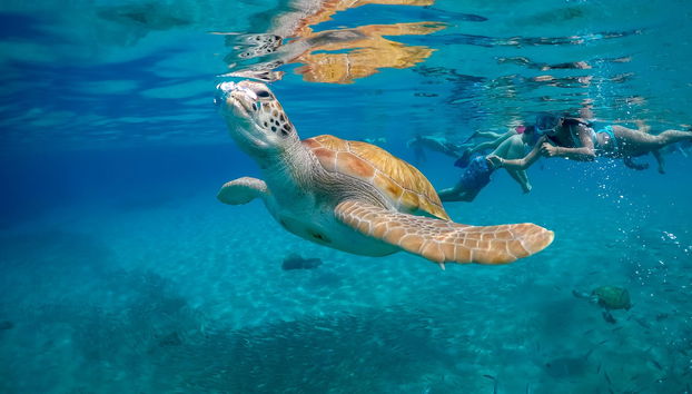 Mindelo Turtle Snorkelling Tour - Photo 2