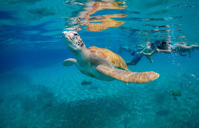 Snorkel com tartarugas no Mindelo - Foto 2