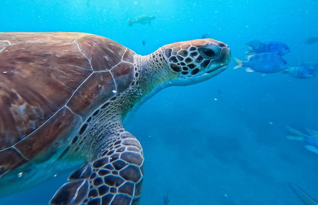 Snorkel con tortugas en Mindelo - Foto 2