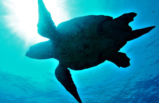 Snorkel com tartarugas no Mindelo - Foto 1