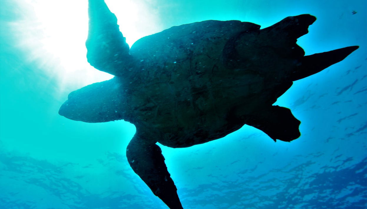 Mindelo Turtle Snorkelling Tour - Photo 1