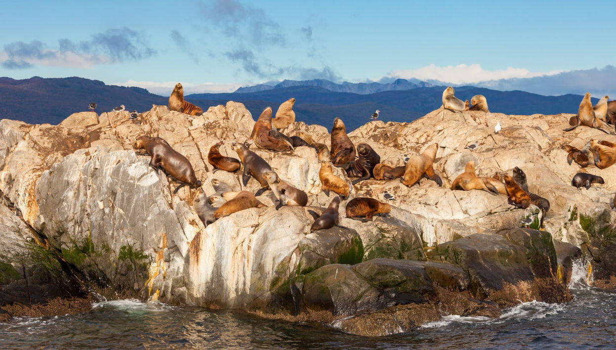Balade en kayak dans le Canal Beagle avec observation d'otaries - Photo 1