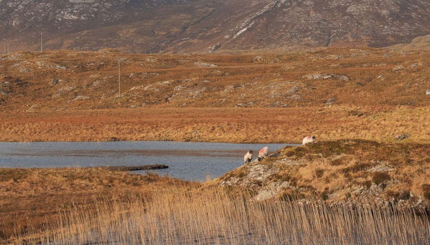 Connemara Private Safari - Foto 3