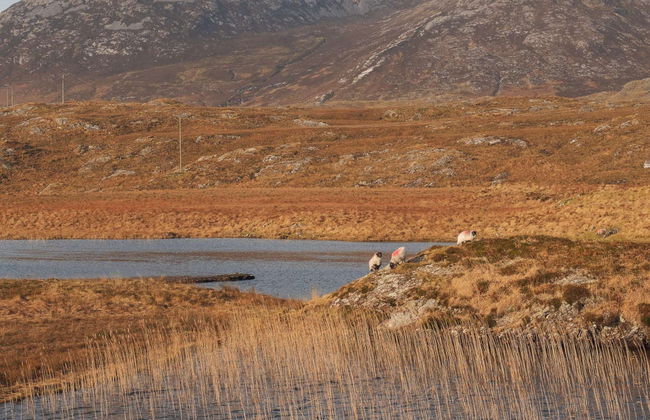 Connemara Private Safari - Foto 3