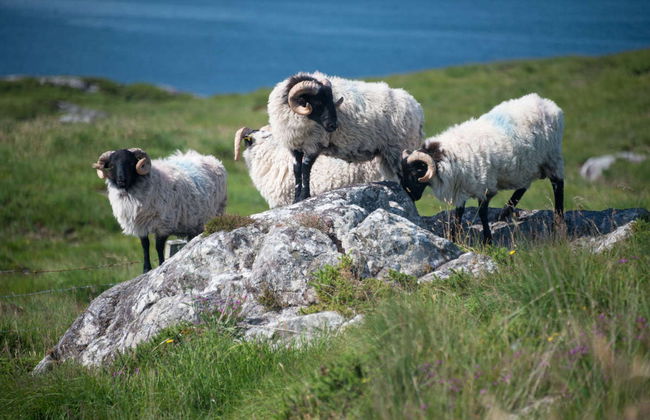 Connemara Private Safari - Foto 6