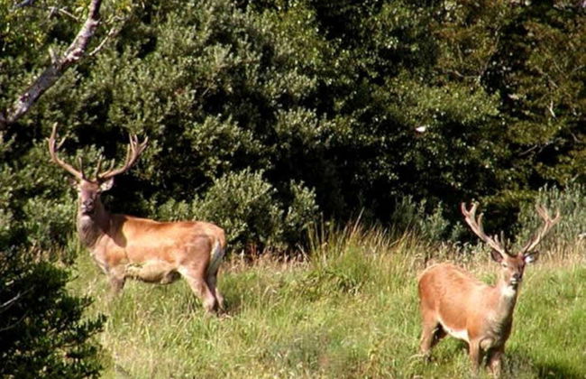 Safari privado por el Parque Nacional de Connemara - Foto 4