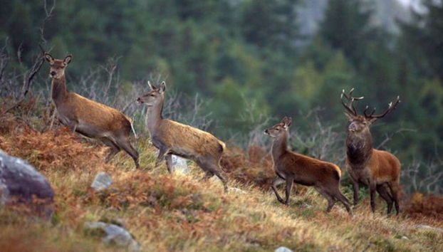 Connemara Private Safari - Foto 2