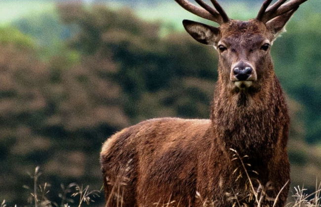 Safari privado por el Parque Nacional de Connemara - Foto 3